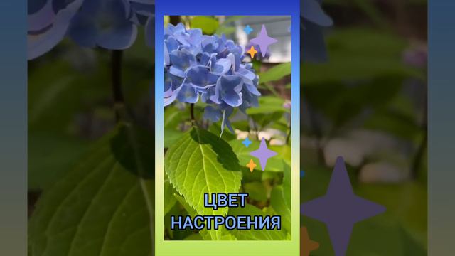 ГОРТЕНЗИЯ КРУПНОЛИСТНАЯ.. смотреть онлайн