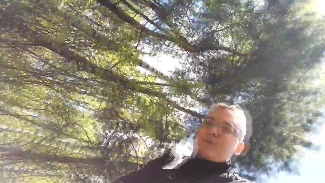 Поход в лес смотреть онлайн