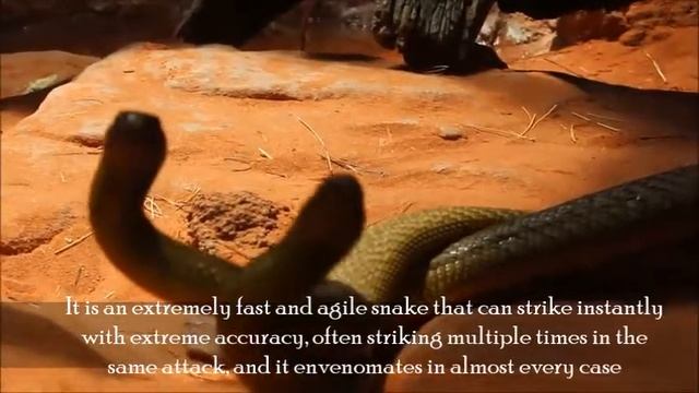 INLAND TAIPAN, Oxyuranus microlepidotus, AUSTRALIA Sydney Zoo смотреть онлайн