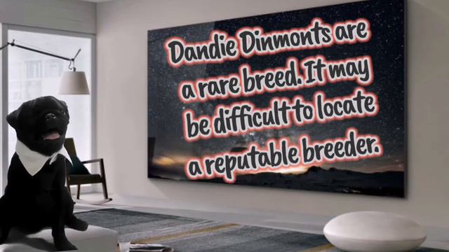 Top 10 cool facts about Dandie Dinmont Terrier. смотреть онлайн