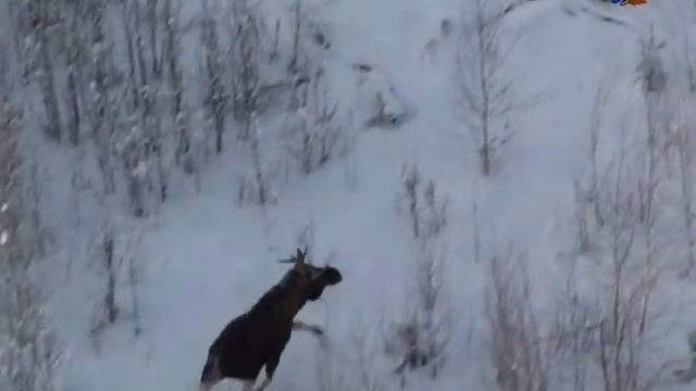 "Кратко о заповеднике "Малая Сосьва", 2019 смотреть онлайн