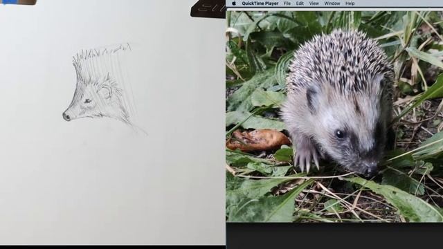 Weekly Sketch Session SUBJECT: Animals (Hedgehogs); FOCUS: Texture смотреть онлайн