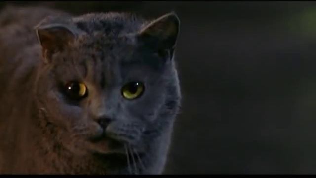 Miss Minoes Clip - "A Cat Inside" смотреть онлайн