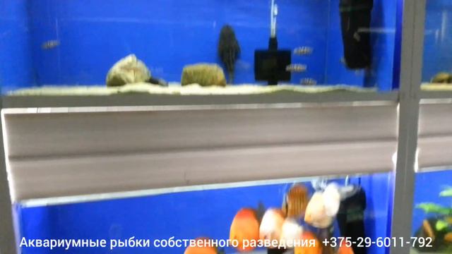 Аквариумные рыбки собственного разведения г.Минск смотреть онлайн
