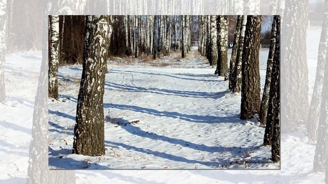 Зимний лес смотреть онлайн