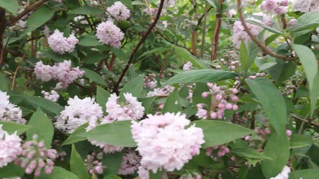 Fuzzy Pride Of Rochester #deutzia #fuzzyprideofrochester