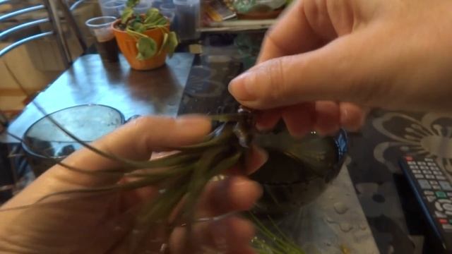 Комнатные цветы/растения. Цветочная база. Уценка/распродажа. Жаба и хомяк. смотреть онлайн