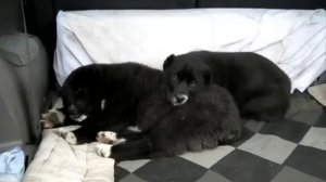 Собачий рынок