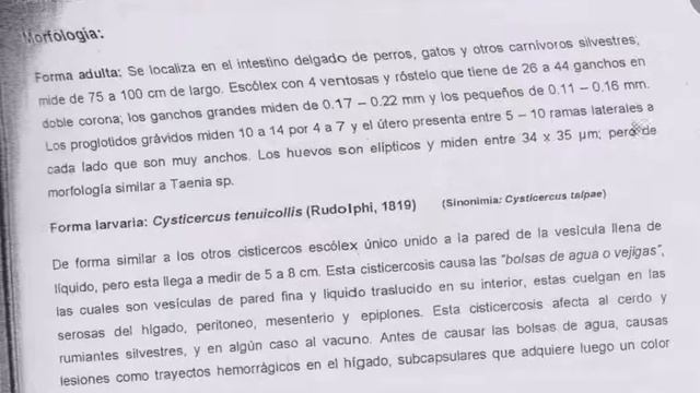 Echinococcus, Multiceps, Hymenolepis, Dypilidium, lectura de copia de RENATO MEJIA смотреть онлайн