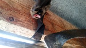 Большая летучая мышь