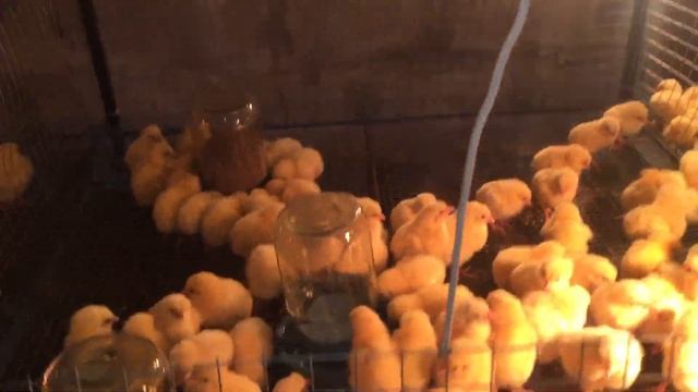 Содержание суточного цыплёнка. Ясли для цыплёнка бройлера от 1-15 дня смотреть онлайн