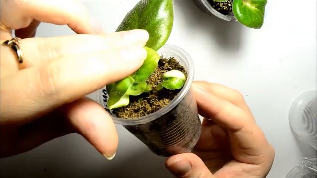 Новости о моих фиалках. смотреть онлайн