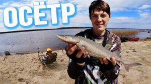 СТЕРЛЯДЬ И ОСЁТР. РЫБАЛКА НА ПЕСЧАНЫХ БЕРЕГАХ.