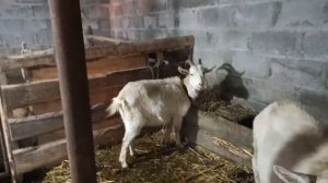 Покупка Коровы . Но не кто не говорил что это дорого содержать корову