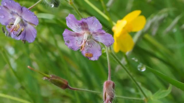 Geranium phaeum.mp4 смотреть онлайн