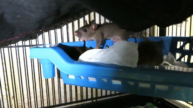 Толпа пасючат и их кормилица. ? Кама - совсем не рыжий облом Мальвы. ? (Wild Rats) ?