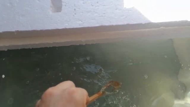 Простая домашняя гидропоника. Гидропоника по методу Кратки