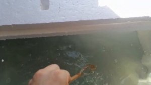 Простая домашняя гидропоника. Гидропоника по методу Кратки