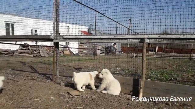 с чего начинается утро ,когда в вашем дом появились щенки смотреть онлайн