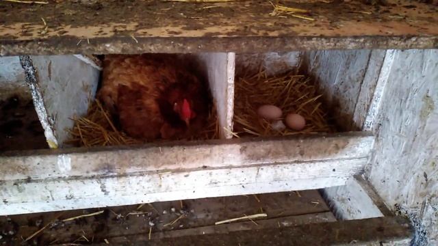 Яйцо ГИГАНТ! Вес 109 грамм!!!