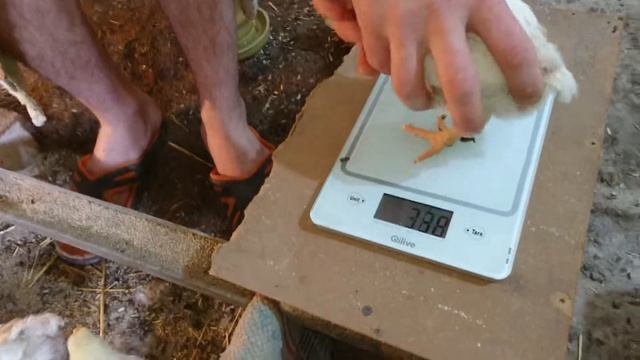 Нашим бройлерам 13 дней. Кобб 500 смотреть онлайн
