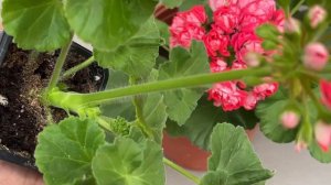 11. Новинка! ТА_История Любви. Пеларгония розебуд!