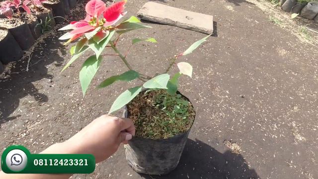 Cara Merawat Kastuba Merah | Perawatan | Budidaya | Euphorbia pulcherrima | Poinsettia смотреть онлайн