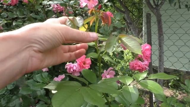 КАК Я ВЫТЯНУЛА Rosarium Uetersen !!! Эту процедуру нужно делать с первого года жизни розы!!! смотреть онлайн