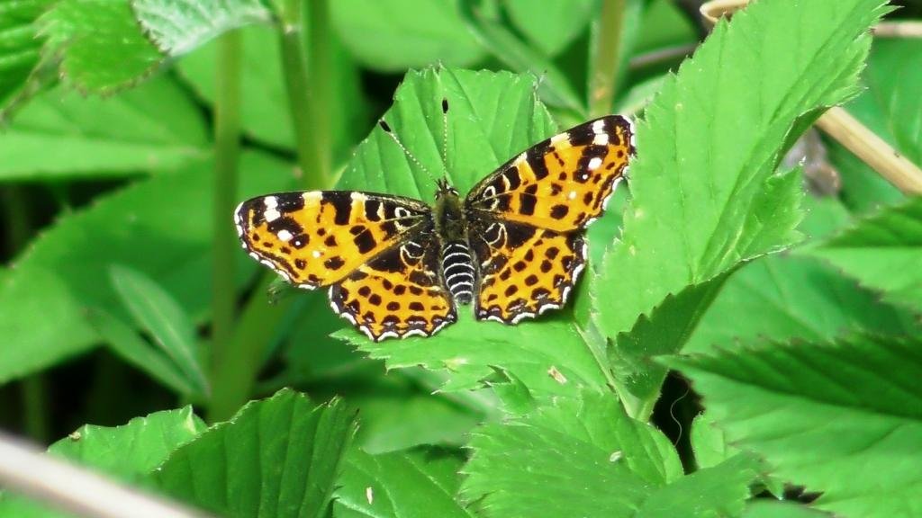 Бабочка. Пестрокрыльница изменчивая ( Araschnia levana ) первое поколение смотреть онлайн