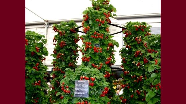 Вертикальные грядки для клубники, земляники. Фотоподборка. смотреть онлайн