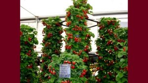 Вертикальные грядки для клубники, земляники. Фотоподборка.