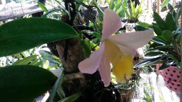 First Bloom - Cattleya Crystelle Smith - mini cattleya смотреть онлайн