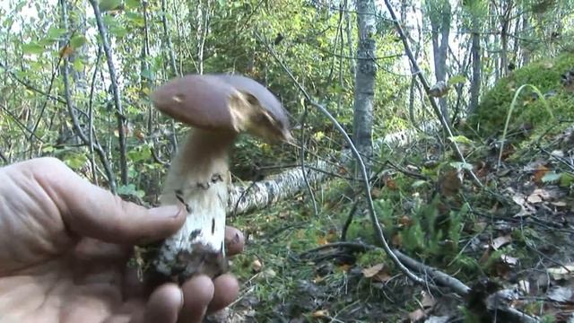 Царство грибов в конце сентября смотреть онлайн