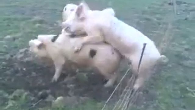 Натуральная виагра смотреть онлайн