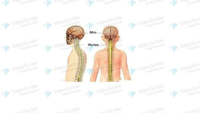 РЕФЛЕКС. Шарттуу жана шартсыз рефлекстер. (ОРТ) ЖРТга даярдоо. смотреть онлайн
