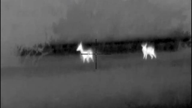 Pulsar thermion 2 xq50 about 80m смотреть онлайн