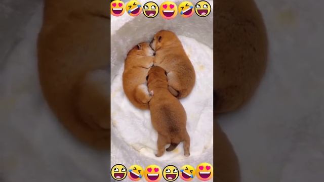 Лучшие веселые смешные видео с домашними животными?? ПОПРОБУЙ НЕ СМЕЯТЬСЯ lol135??? смотреть онлайн