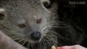 Бинтуронг: Добрый "кошачий медведь" | Интересные факты про бинтуронга