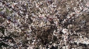 Обработка вишни,сливы,абрикоса,персика во время цветения.