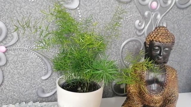 Аспарагус. Комнатное растение. Уход и содержание. @user-ue3qo2hu1s смотреть онлайн