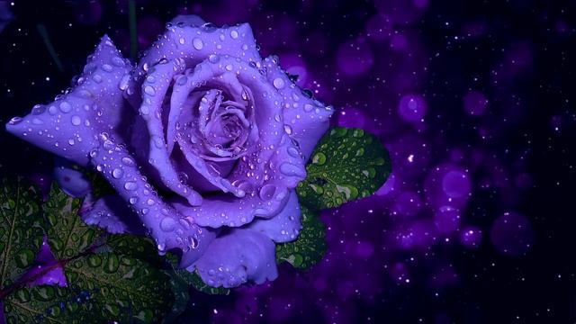 синяя роза в росе смотреть онлайн