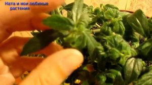 Комнатные растения //  Обзор коллекции  эсхинантусов и колумней !