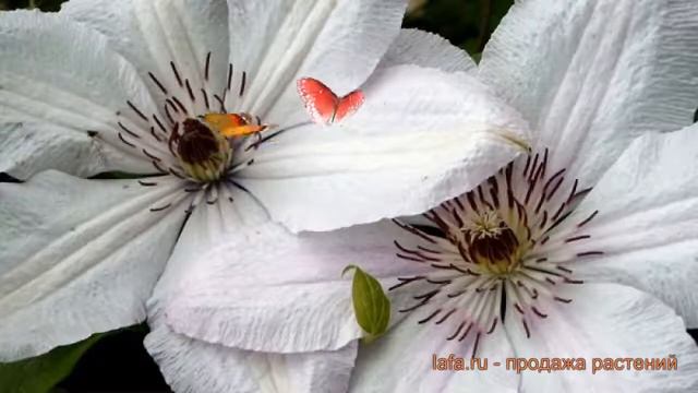 Клематис крупноцветковый Мать Урсула Ледуховска ? обзор: как сажать, рассада клематиса смотреть онлайн