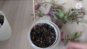 Традесканция Нанук