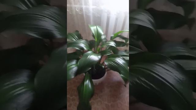 кто знает название этих комнатных цветов ####shiva смотреть онлайн