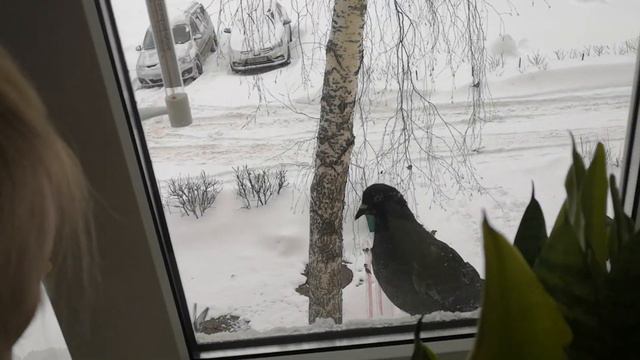 Девочка смеется. голубь. окно смотреть онлайн