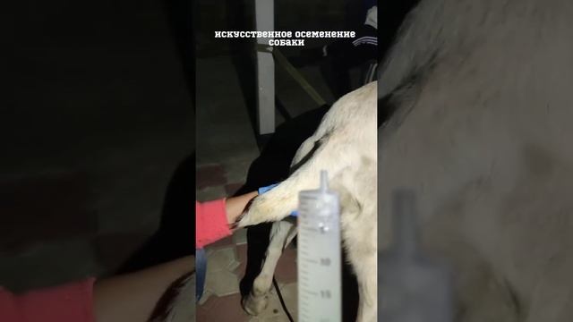 Искусственное осеменение собаки