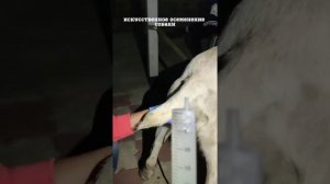 Искусственное осеменение собаки