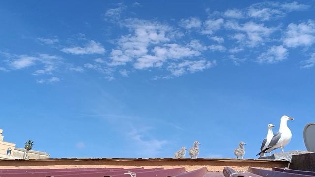 Сицилийская мафия. Как на меня напали на Сицилии. смотреть онлайн