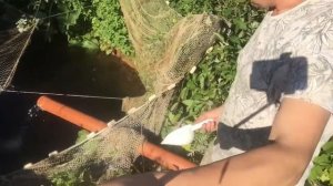 Как  кормить рыбу в пруду, чем кормить форель в пруду.